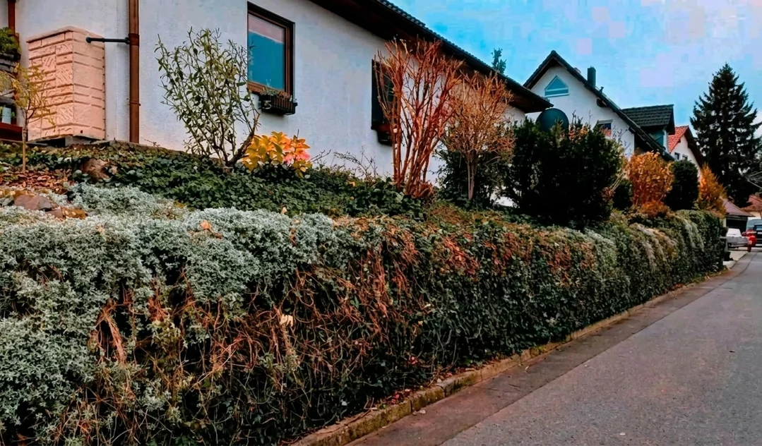 Dieselbe Hecke nach dem Schnitt, gerade Kante entlang des Gehwegs