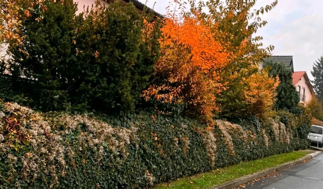 Stark überwachsene Hecke vor dem Schnitt, Triebe hängen über den Gehweg