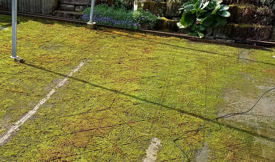 Terrasse vor der Reinigung, vollflächig mit Moos und Grünbelag bedeckt